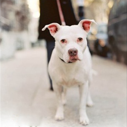 Cali, Therapy dog walking down the street